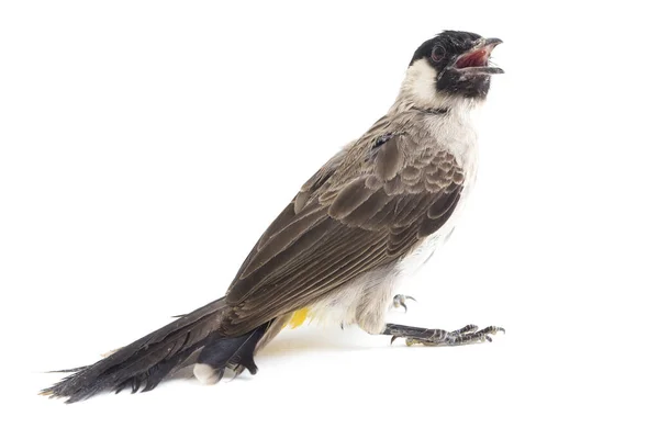 Bulbul Białogłowy Pycnonotus Aurigaster Gatunek Ptaka Rodziny Bulipanowatych Pycnonotidae Występuje — Zdjęcie stockowe