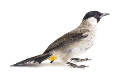 Islak başlı bülbül (Pycnonotus aurigaster), Bulbul familyasından bir kuş türü. Güneydoğu Asya 'da bulunur. beyaz arkaplanda izole