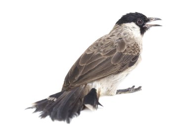 Islak başlı bülbül (Pycnonotus aurigaster), Bulbul familyasından bir kuş türü. Güneydoğu Asya 'da bulunur. beyaz arkaplanda izole