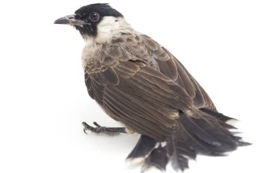 Islak başlı bülbül (Pycnonotus aurigaster), Bulbul familyasından bir kuş türü. Güneydoğu Asya 'da bulunur. beyaz arkaplanda izole