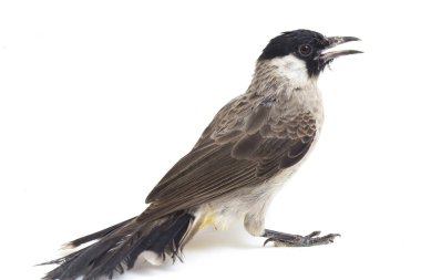 Islak başlı bülbül (Pycnonotus aurigaster), Bulbul familyasından bir kuş türü. Güneydoğu Asya 'da bulunur. beyaz arkaplanda izole