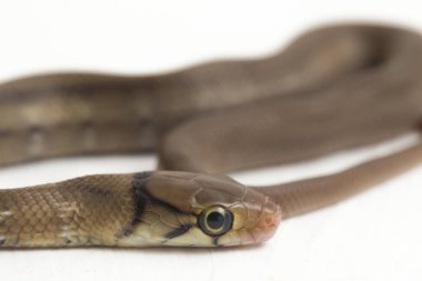 Radyasyonlu fare yılanı (