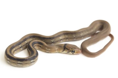 Radyasyonlu fare yılanı (