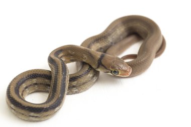 Radyasyonlu fare yılanı (