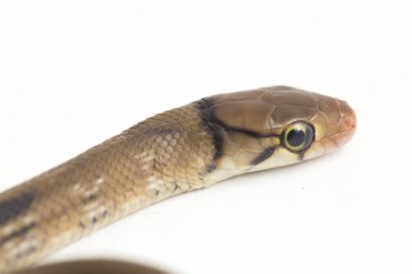 Radyasyonlu fare yılanı (