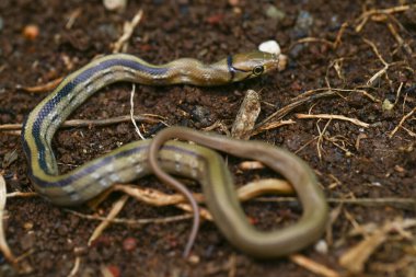 Radyasyonlu fare yılanı (