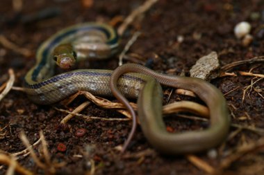 Radyasyonlu fare yılanı (