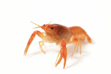 Freshwater crayfish (Procambarus clarkii) isolated on white background clipart
