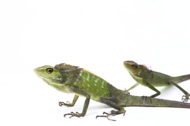 Bronchocela jubata, genellikle orman kertenkelesi olarak bilinen beyaz arka planda, çoğunlukla Endonezya 'da bulunan bir agard türüdür.