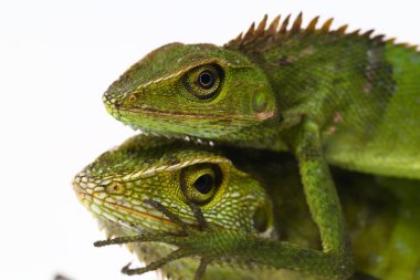 Bronchocela jubata, genellikle orman kertenkelesi olarak bilinen beyaz arka planda, çoğunlukla Endonezya 'da bulunan bir agard türüdür.