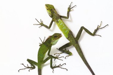 Bronchocela jubata, genellikle orman kertenkelesi olarak bilinen beyaz arka planda, çoğunlukla Endonezya 'da bulunan bir agard türüdür.