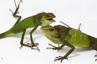 Bronchocela jubata, genellikle orman kertenkelesi olarak bilinen beyaz arka planda, çoğunlukla Endonezya 'da bulunan bir agard türüdür.