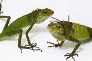 Bronchocela jubata, genellikle orman kertenkelesi olarak bilinen beyaz arka planda, çoğunlukla Endonezya 'da bulunan bir agard türüdür.