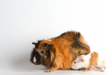 Beyaz arka planda izole edilmiş kobay faresi