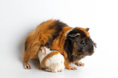 Beyaz arka planda yavrusu olan kobay anne.