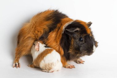 Beyaz arka planda yavrusu olan kobay anne.