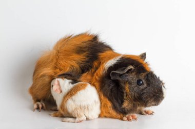 Beyaz arka planda yavrusu olan kobay anne.