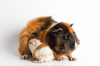 Beyaz arka planda yavrusu olan kobay anne.