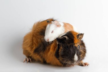 Beyaz arka planda bir kobay