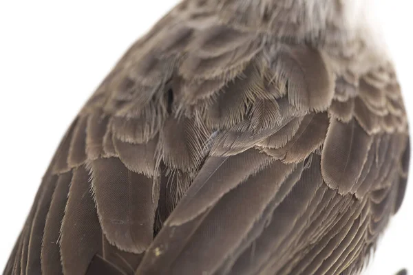 Pycnonotus Aurigaster Est Une Espèce Oiseau Chanteur Famille Des Pycnonotidae — Photo