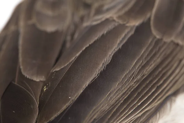 Den Sotiga Bulbul Pycnonotus Aurigaster Sångfågel Familjen Bulbul Pycnonotidae Den — Stockfoto
