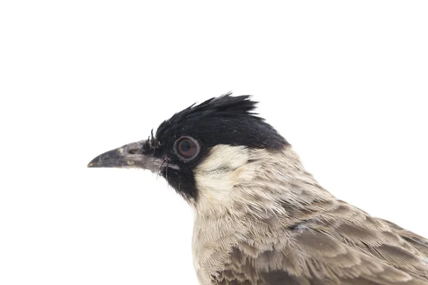 Sooty Επικεφαλής Bulbul Pycnonotus Aurigaster Είναι Ένα Είδος Songbird Στην — Φωτογραφία Αρχείου