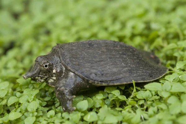 Common Softshell Turtle Asiatic Softshell Turtle Amyda Cartilaginea — Stock Photo, Image