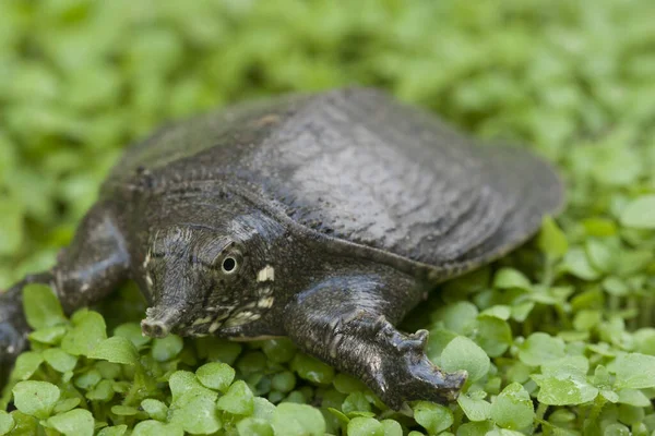 Żółw Miękki Lub Żółw Azjatycki Amyda Cartilaginea — Zdjęcie stockowe