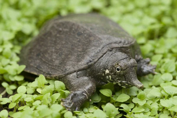 Żółw Miękki Lub Żółw Azjatycki Amyda Cartilaginea — Zdjęcie stockowe