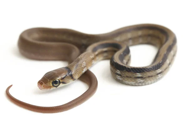 放射性ラットヘビ Radiated Ratsnake Copperhead Rat Snake または銅頭のトリンクヘビ Coelognathus Radiatus 白い背景に孤立したコブリッドヘビの非毒種である — ストック写真