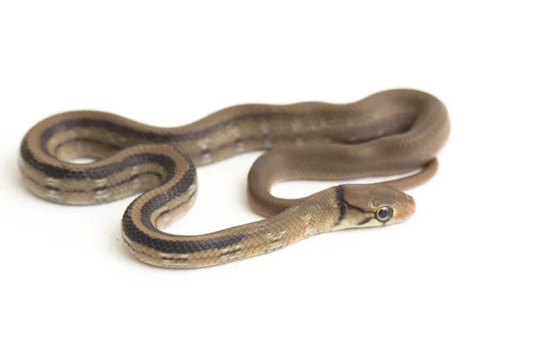 放射性ラットヘビ Radiated Ratsnake Copperhead Rat Snake または銅頭のトリンクヘビ Coelognathus Radiatus 白い背景に孤立したコブリッドヘビの非毒種である — ストック写真
