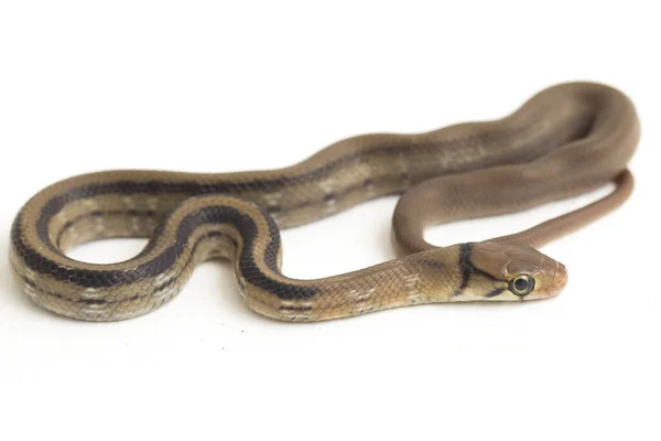 Radiated Ratsnake Copperhead Rat Snake Copper Headed Trinket Snake Coelognathus — Stock Photo, Image