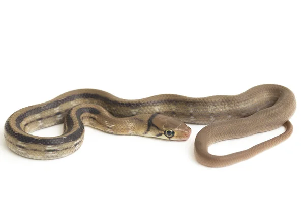 经辐射的老鼠蛇 铜头蛇或铜头蛇 Coelognathus Radiatus 是一种在白色背景下分离的无毒蛇 — 图库照片