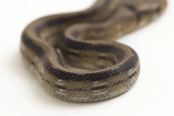 Serpiente Rata Radiada Serpiente Rata Cabeza Cobre Serpiente Baratija Cabeza —  Fotos de Stock