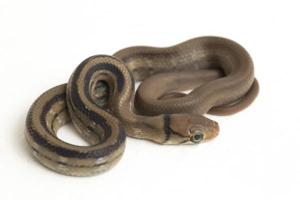 Coelognathus Radiatus Uma Espécie Serpente Família Coelognathus Não Venenosa Isolada — Fotografia de Stock