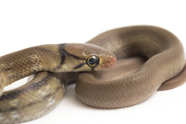 복족강 Radiated Ratsnake Copperhead Rat Snake Copper Head Trinket Snake — 스톡 사진