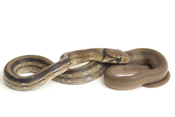 经辐射的老鼠蛇 铜头蛇或铜头蛇 Coelognathus Radiatus 是一种在白色背景下分离的无毒蛇 — 图库照片