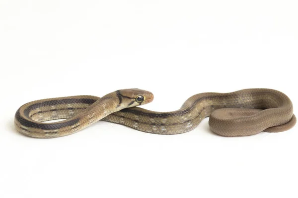 Radiated Ratsnake Copperhead Rat Snake Copper Headed Trinket Snake Coelognathus — Stock Photo, Image