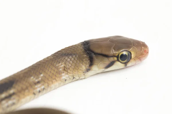 Besugárzott Patkánykígyó Rézfejű Patkánykígyó Vagy Rézfejű Csecsebecse Kígyó Coelognathus Radiatus — Stock Fotó