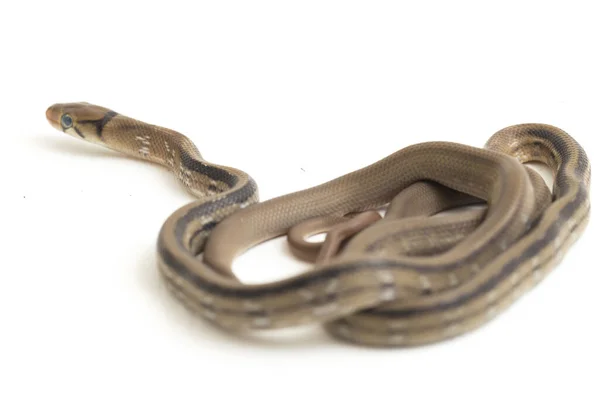 Coelognathus Radiatus Uma Espécie Serpente Família Coelognathus Não Venenosa Isolada — Fotografia de Stock