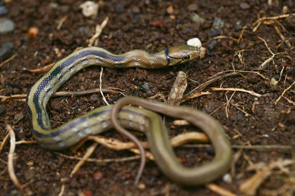 Radiated Ratsnake Copperhead Rat Snake Copper Headed Trinket Snake Coelognathus — Stock Photo, Image