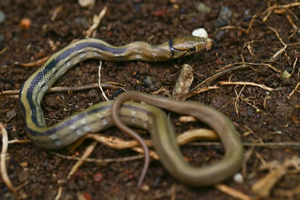 Radiated Ratsnake Copperhead Rat Snake Copper Headed Trinket Snake Coelognathus — Stock Photo, Image