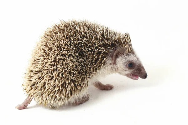 African Pygmy Hedgehog Isolated White Background — Stock Photo, Image