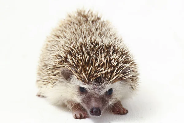 Afrikaanse Pygmy Egel Geïsoleerd Witte Achtergrond — Stockfoto