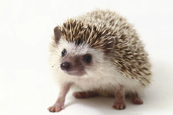 African Pygmy Hedgehog Isolated White Background — Stock Photo, Image