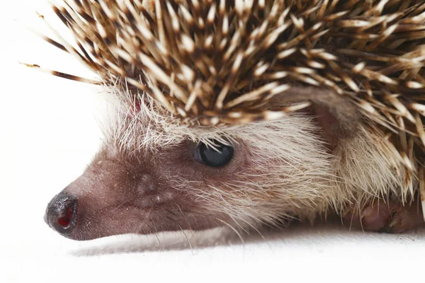 Afrikanischer Zwergigel Isoliert Auf Weißem Hintergrund — Stockfoto