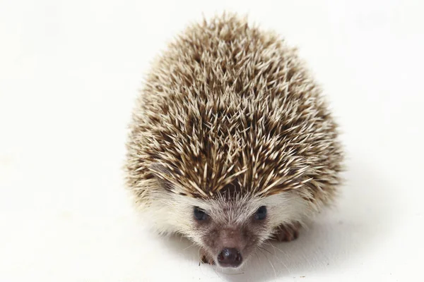 African Pygmy Hedgehog Isolated White Background — Stock Photo, Image