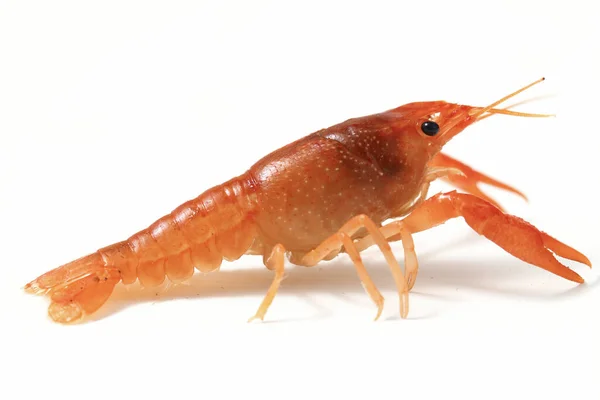 Gamberi Acqua Dolce Procambarus Clarkii Isolati Fondo Bianco — Foto Stock