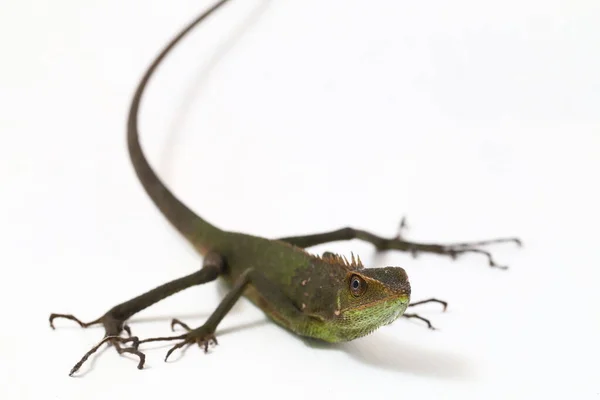 Bronchocela Jubata Commonly Known Maned Forest Lizard Species Agamid Lizard — Stock Photo, Image