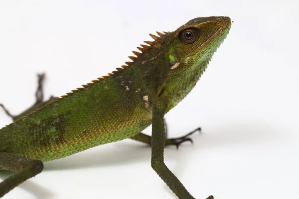 Bronchocela Jubata Commonly Known Maned Forest Lizard Species Agamid Lizard — Stock Photo, Image